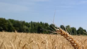 La récolte de blé 2016 prévue en baisse de 10% après les intempéries selon le ministère de l'Agriculture