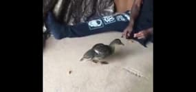 Les canards, les nouveaux amis de Balotelli
