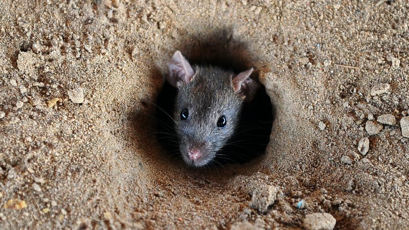 Une Américaine a retrouvé un rat mort dans sa veste Zara. Elle a décidé de porter plainte contre la marque. (Photo d'illustration)