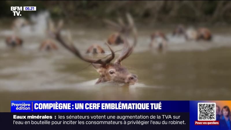 “L’Indien”, cerf emblématique de la forêt de Compiègne, a été tué lors d'une chasse à courre