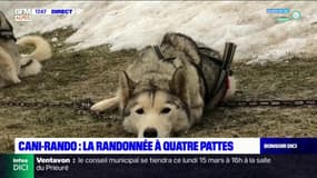 "Tout terrain": partons en cani-rando sur le Col Bayard, dans les Hautes-Alpes