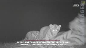 Une caméra indiscrète capture des images rares d'une famille de tigres de l'Amour