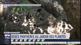 Naissance de deux bébés panthères des neiges au Jardin des Plantes