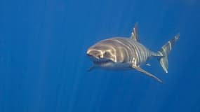 Un requin blanc (Photo d'illustration).