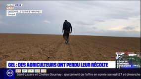 Île-de-France: les cultures touchées par les gelées