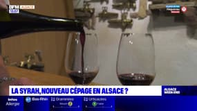 La syrah, un cépage d'avenir en Alsace?