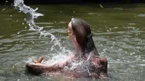 Un hippopotame attrape un enfant de deux ans dans sa gueule (Photo d'illustration)