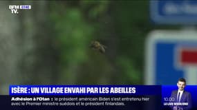 En Isère, un village est envahi par les abeilles, trois personnes hospitalisées