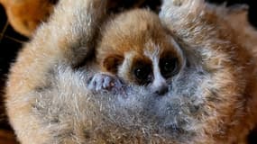 Deux bébés loris lents pygmées, classés en danger d’extinction, sont nés au zoo de Lille en février 2025.