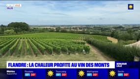 Flandre: la chaleur profite au vin des Monts