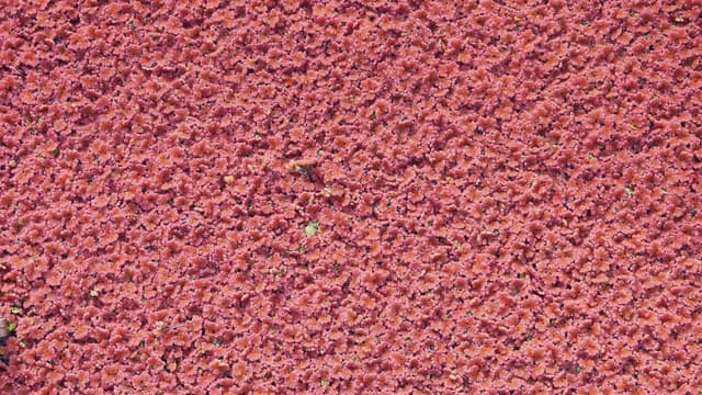 La plante Azolla filiculoides (photo d'illustration);