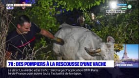 Yvelines: les sapeurs-pompiers interviennent pour sauver une vache coincée dans la Seine