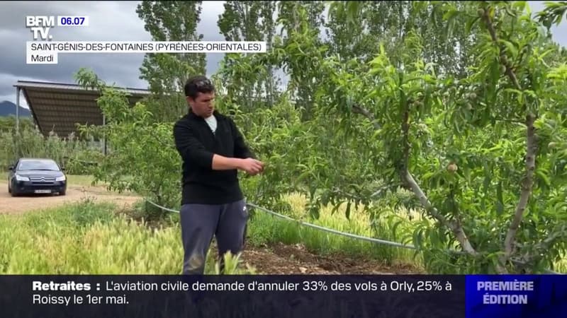 L'inquiétude des arboriculteurs confrontés à la sécheresse dans les Pyrénées-Orientales