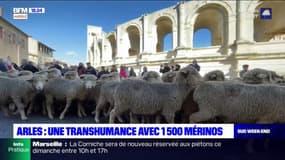 Arles: une transhumance avec 1500 mérinos pour les 100 ans du syndicat des éleveurs