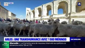 Arles: une transhumance avec 1500 mérinos pour les 100 ans du syndicat des éleveurs