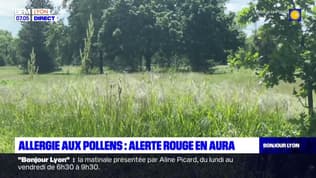 Nez qui gratte, yeux qui piquent: le Rhône en alerte rouge pour les allergies aux pollens