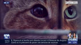 Le "chat-renard", une nouvelle espèce de félin découverte en Corse