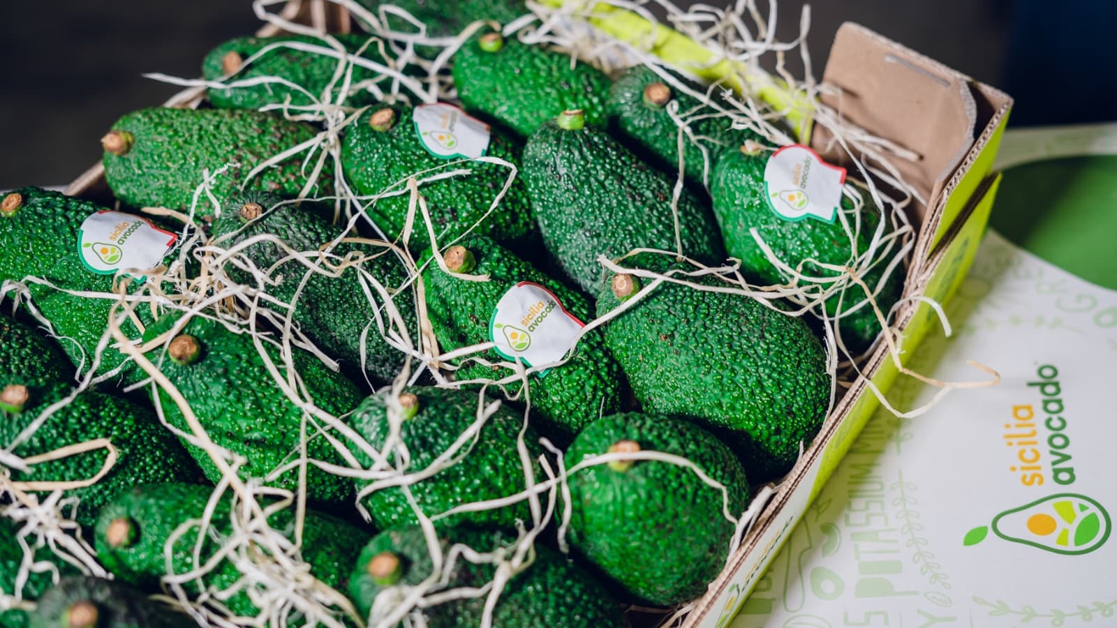 Des avocats cultivés en Sicile Des avocats cultivés en Sicile