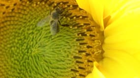 Les insecticides agissent sur le système nerveux central des abeilles.