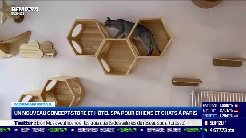 Morning Retail : Un nouveau concept-store et hôtel spa pour chiens et chats à Paris, par Noémie Wira - 21/10