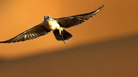 Un faucon en vol (illustration)