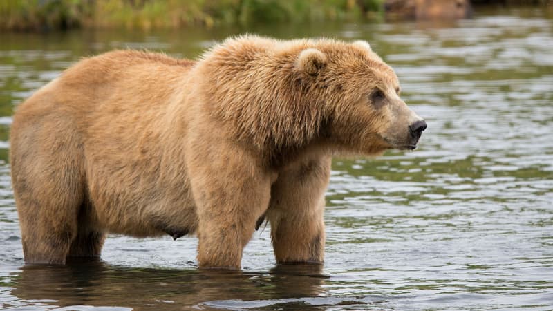 Un ours kodiak, au Kodiak National Wildlife Refuge. (Photo d'illustration)