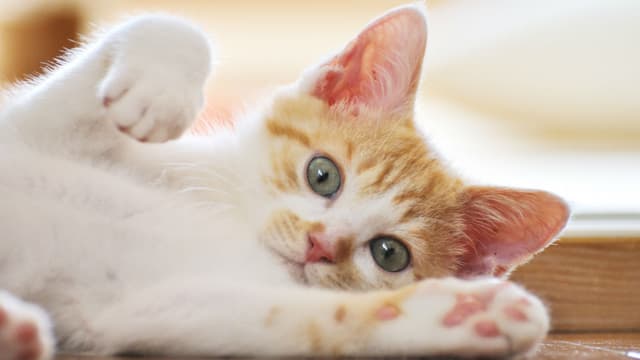 Image d'illustration - Un chaton.