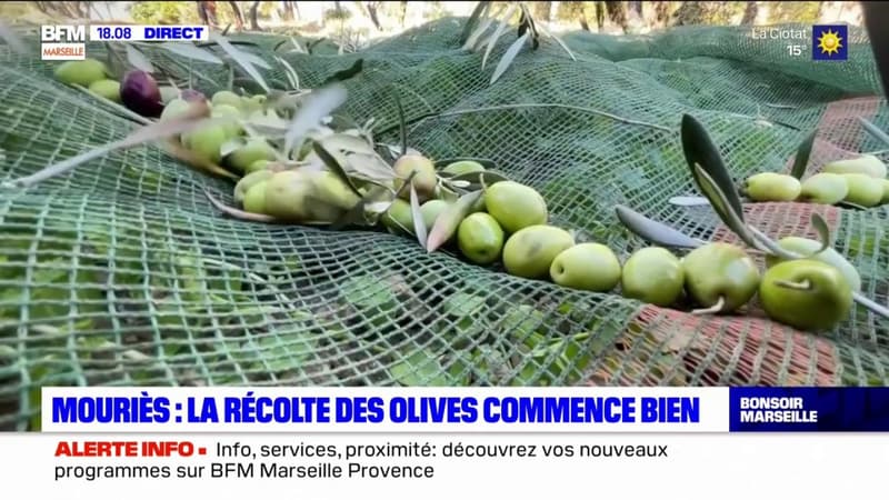 Mouriès: la récolte des olives a commencé dans la Vallée des Baux