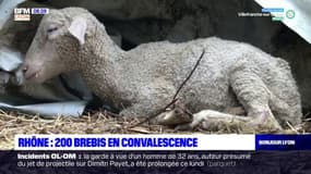 Rhône: près de 200 brebis victimes de mauvais traitements saisies sur décision de justice