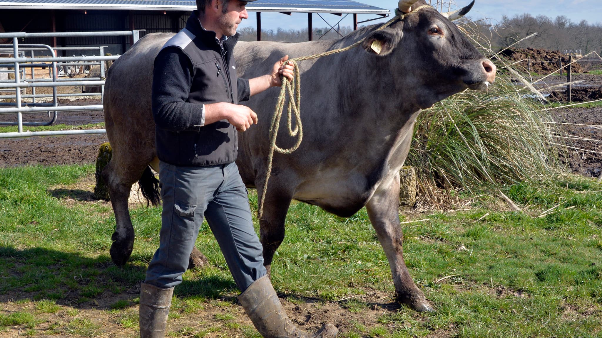 Cerise, vache égérie de l'édition 2016 du Salon de l'agriculture, et son éleveur Joël Sillac à Perquie (Landes), le 16 février 2016. 