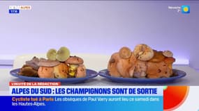 Alpes du Sud: fin de saison et bons conseils pour les champignons
