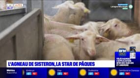 Pâques: l'agneau de Sisteron, star de l'assiette 