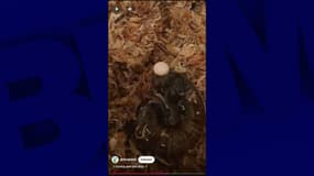 Une espèce d'escargot menacée filmée pour la première fois en train de pondre par le cou, en mai 2025, en Nouvelle-Zélande.