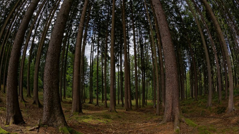 Un bûcheron meurt écrasé sous un arbre - Mardi 29 mars