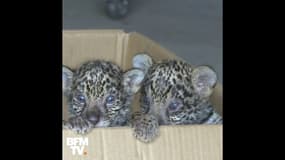 Ces jumeaux jaguars sont nés il y a tout juste un mois en Chine