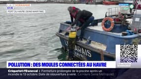 Le Havre: des moules "connectées" pour mesurer la pollution de l'eau