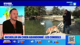 Le Café des Animaux: les bons conseils pour recueillir un chien abandonné