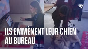 Dans cette entreprise, les salariés peuvent emmener leur chien au bureau