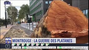 Colère des habitants de Montrouge après l'abattage d'une cinquantaine de platanes