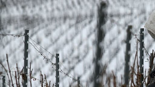 Des vignes sous la neige à Chamery, près de Reims, le 19 mars 2018
