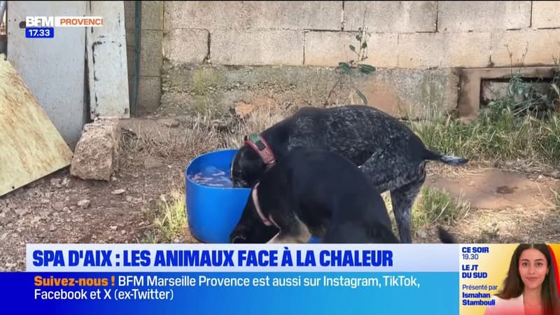SPA d'Aix-en-Provence : les animaux face à la chaleur