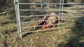 Un bélier a été tué dans la nuit de lundi à mardi après une nouvelle attaque de loup dans le Var.