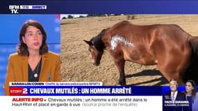 Chevaux mutilés: un homme a été arrêté dans le Haut-Rhin et placé en garde à vue