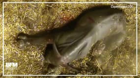 Cette femelle rhinocéros donne naissance à son bébé 