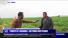En Alsace, la situation est catastrophique pour ce producteur de fraises à cause de la pluie sans fin