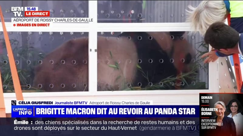 Le panda Yuan Meng se prépare à quitter la France en avion, sa marraine Brigitte Macron est présente pour son départ