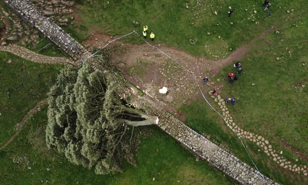 Le Sycamore Gap, un arbre deux fois centenaire qui se dressait près du mur d'Hadrien, a été abattu "délibérément", selon la police de Northumbrie, au Royaume-Uni, le 28 septembre 2023