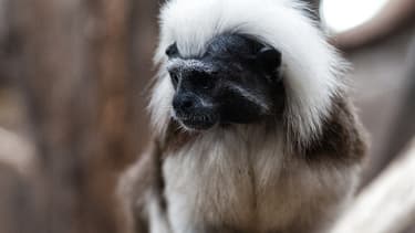 Un Singe D Une Espece En Voie De Disparition Retrouvee Lors D Une Perquisition En Seine Saint Denis