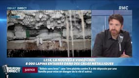 L214 diffuse une nouvelle vidéo choc tournée dans un élevage intensif de lapins