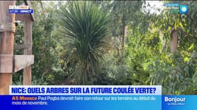 Nice : quels arbres sur la future coulée verte ? Le jardin sera inauguré ce samedi